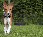 Basenji www.Dogobundi.de(1026)